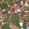 Tricolor Beech #7 - Image 2